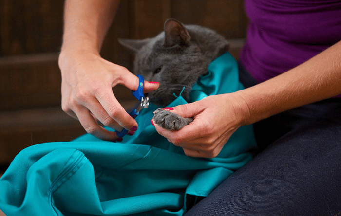 ✨Summer Hot Sale 45% OFF - Cat Carry Pouch